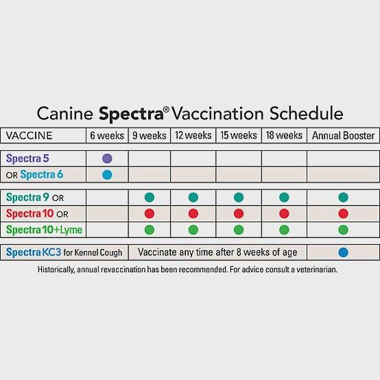 Durvet Canine Spectra 6 - (Box of 25)