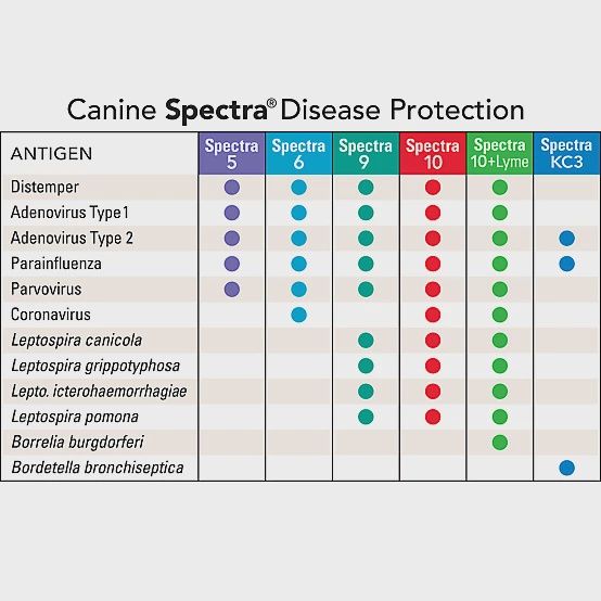 Durvet Canine Spectra 10 - (Box of 25)