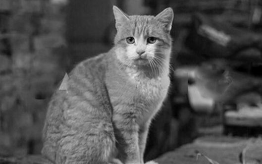 Hi Point Cat Food