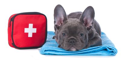Veterinary,  Wound &amp; First Aid Care