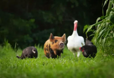 Multi-Species Antibiotics &amp; Treatments