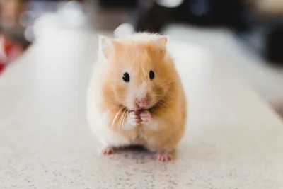 Small Animal