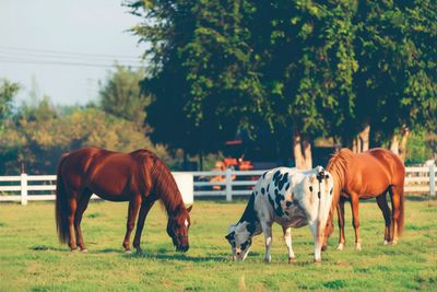 Horse and Livestock