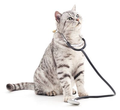 Cat Pharmacy