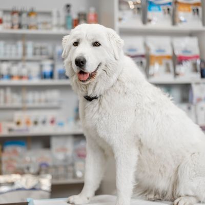 Dog Pharmacy