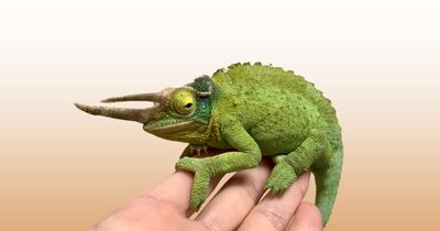 Reptile and Fish Pharmacy
