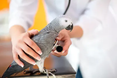 Bird Pharmacy