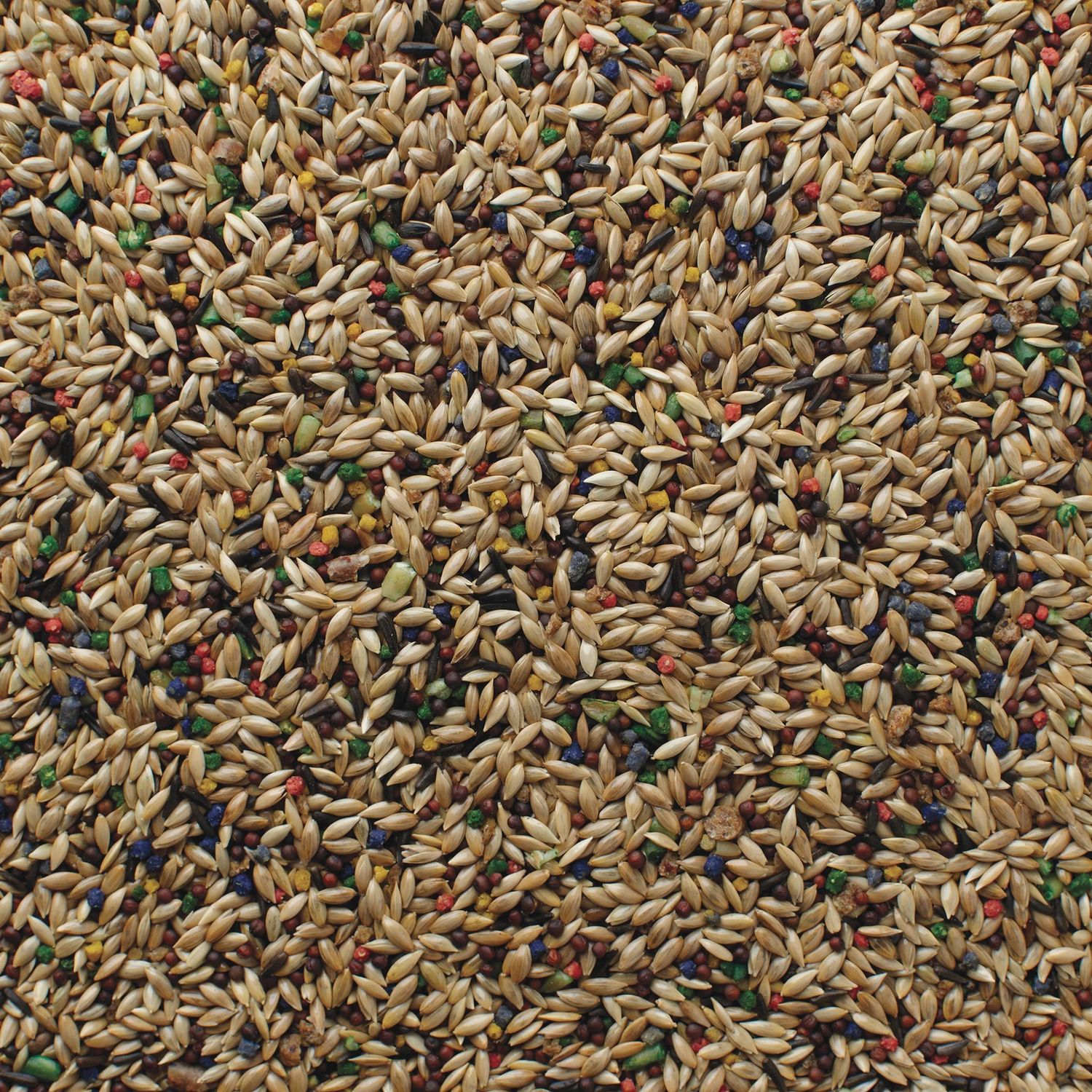 Grains Plus Canary Blend Bird Seed, Weight: 25 LB