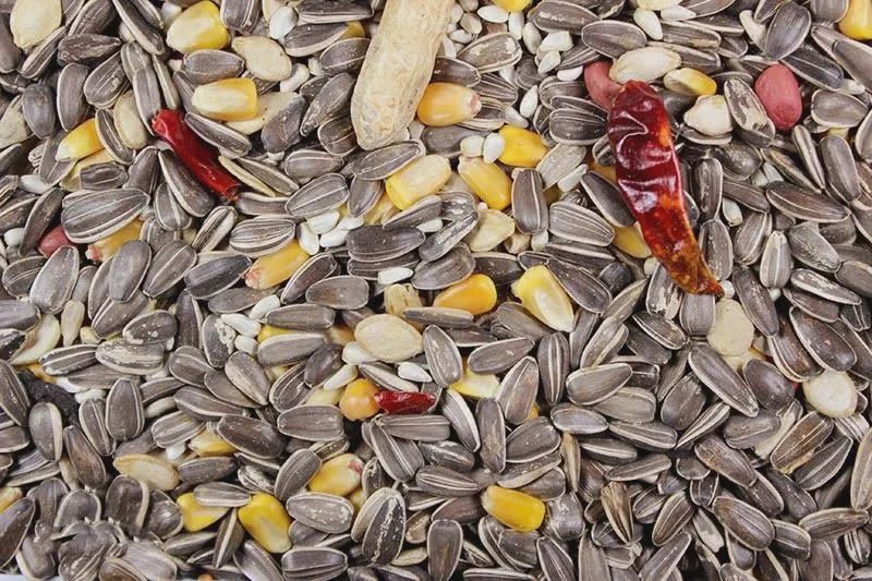 Kruse's Perfection Brand Parrot Feed - 50 LB