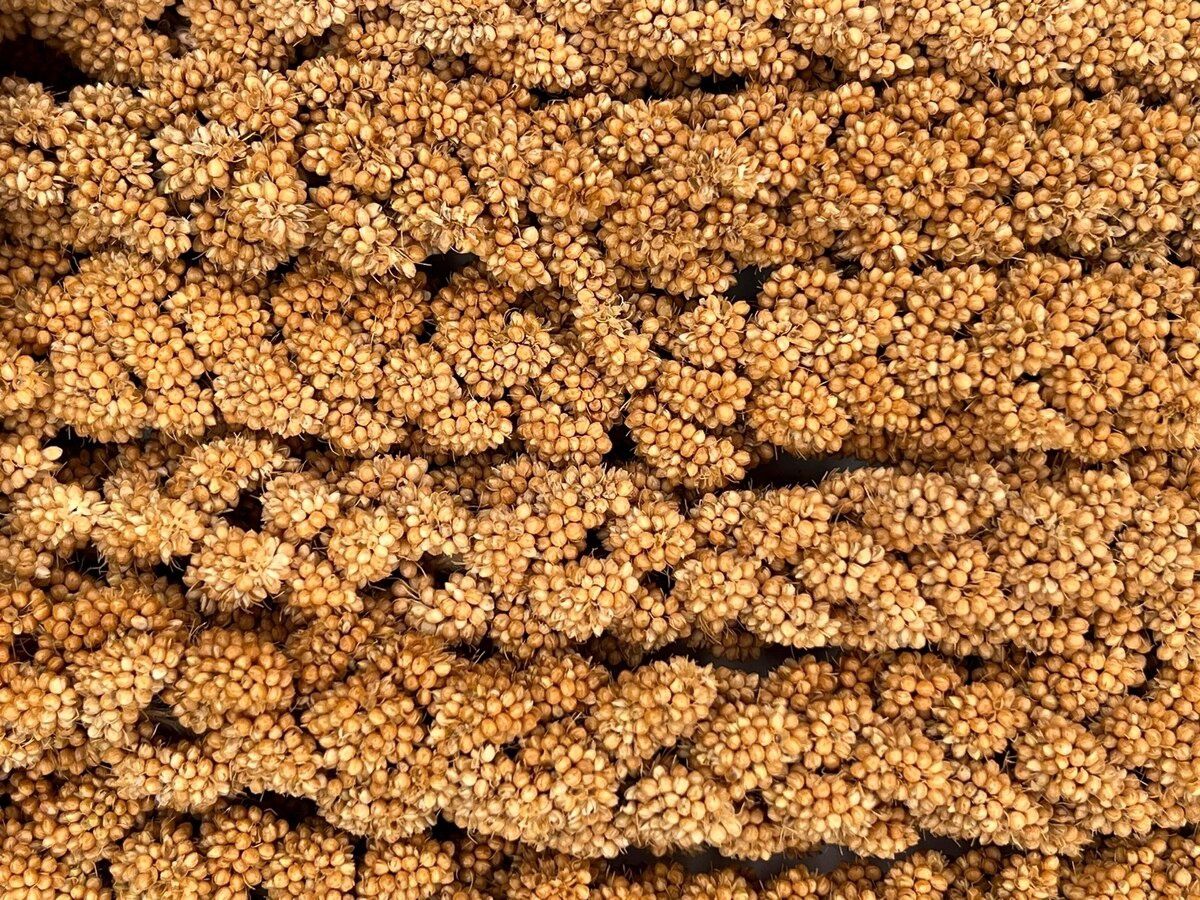 Higgins Spray Millet