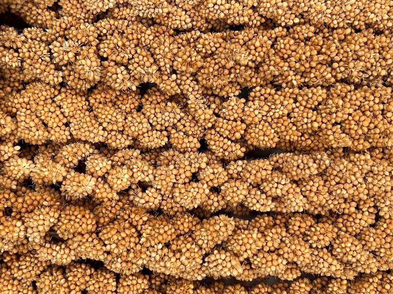 Higgins Spray Millet