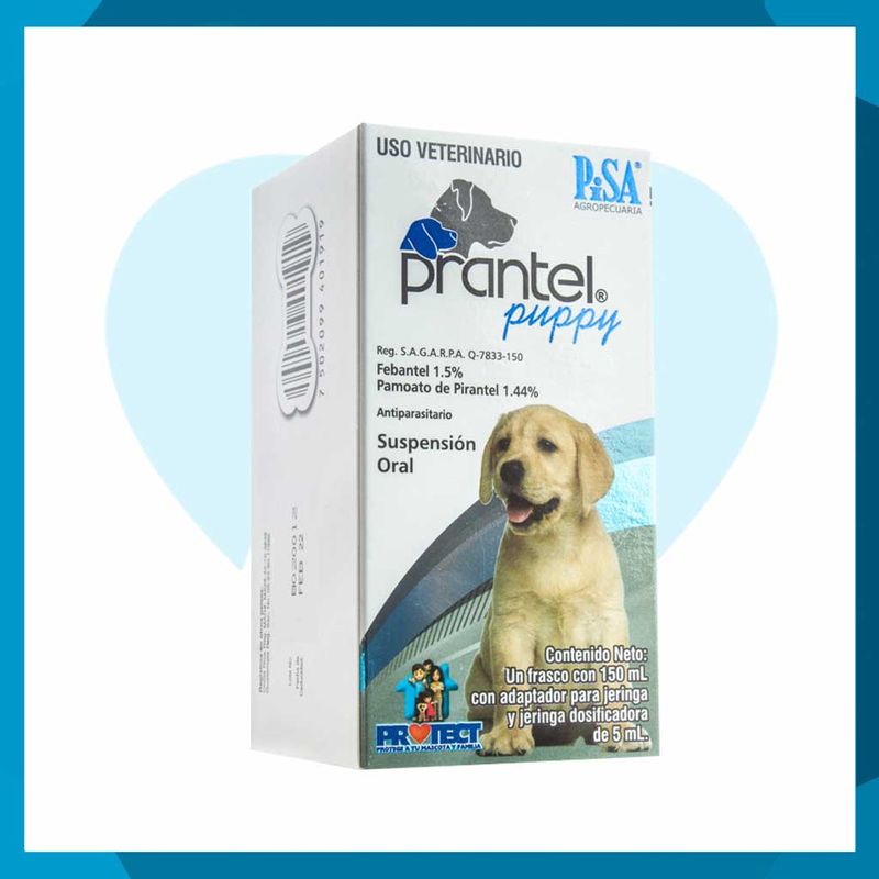 Prantel Puppy
