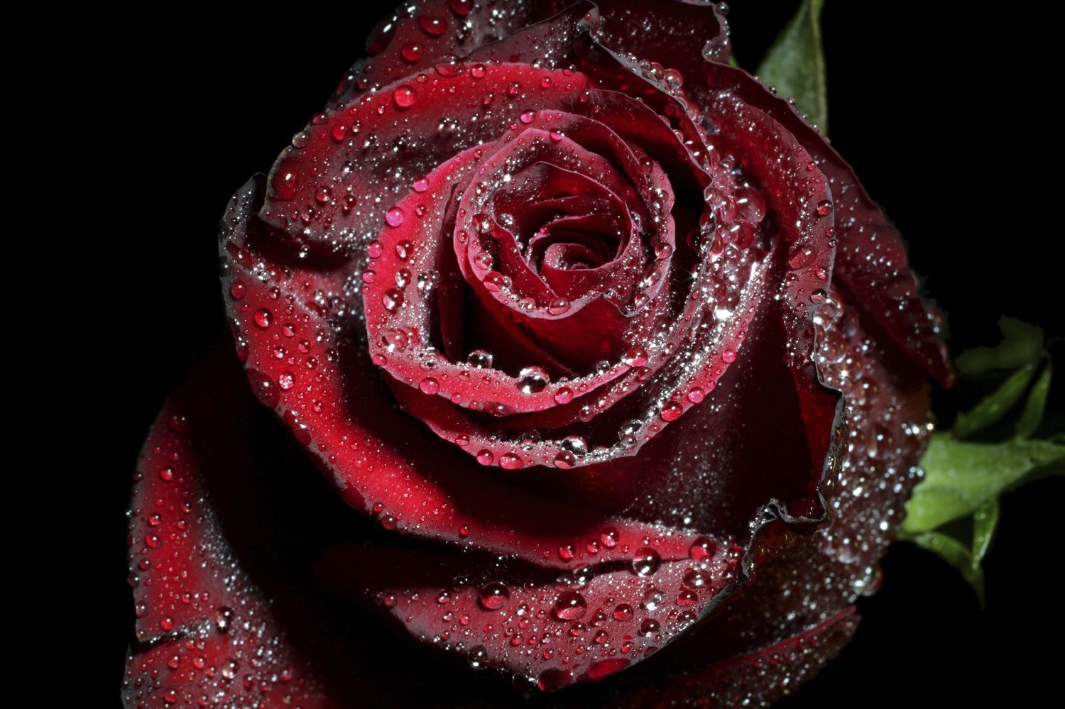 Trauerlied "Die letzte Rose" aus der Oper "Martha" -Cover von Engelsstimme Anna