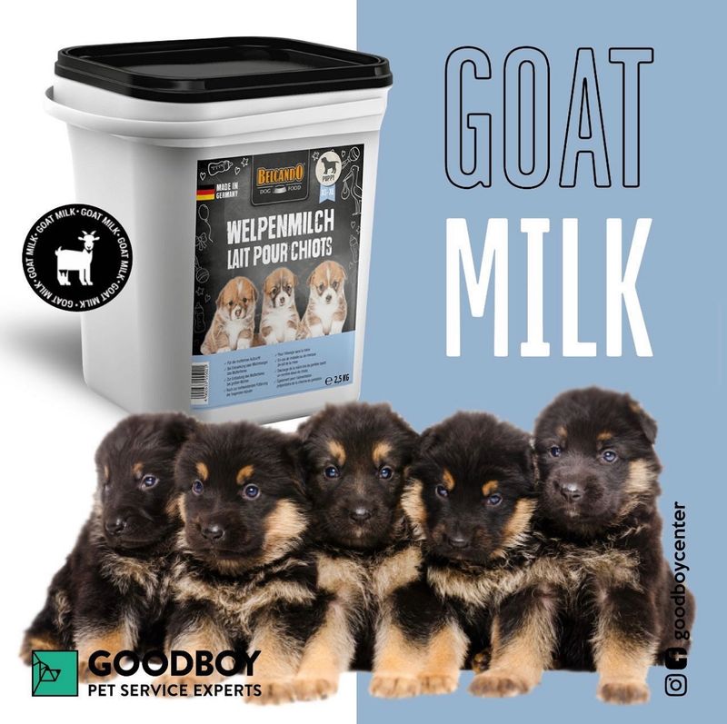 بلكاندو حليب مركز 2.5 كجم