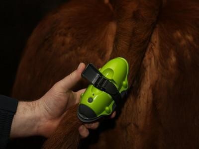 Digital Calving Sensors