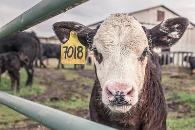 Calving Supplies