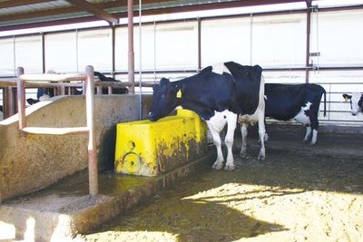 Automatic Waterers for Dairy