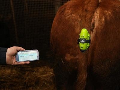 Digital Calving Sensors