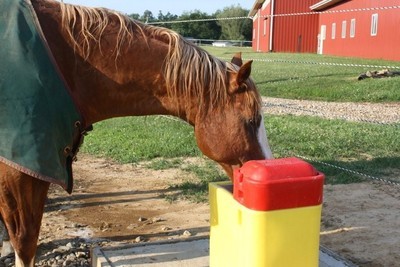 Automatic Waterers for Horses