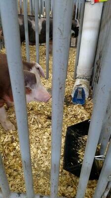 Swine and Hog Waterers and Devices