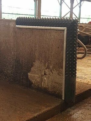 Cattle Comfort and Well-Being