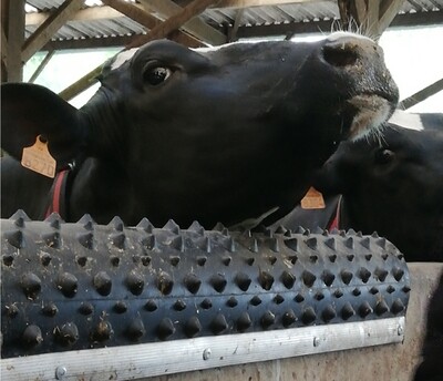 Cow Comfort and Well-Being