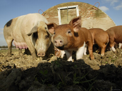 Kane Manufacturing Livestock Products