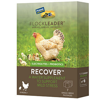 Flockleader Recover Poultry Supplement 1.23 OZ