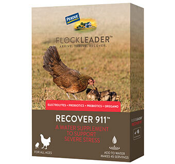 Flockleader Recover 911 Poultry Supplement 8 oz
