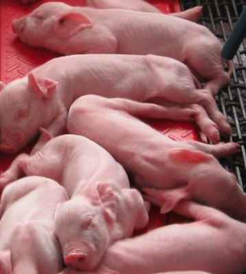Baby Pig Heat Mats and Thermostats by Kane MFG