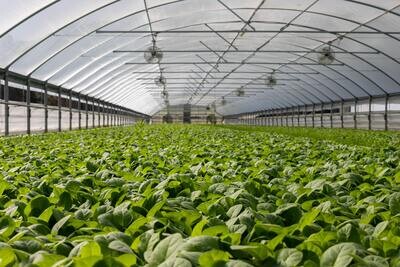 Greenhouse Supply