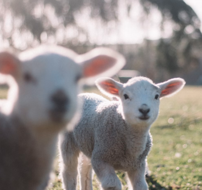 Lambs and Kids
