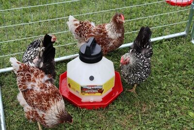 Miller MFG Poultry Waterer - 3 Gallon PPF3