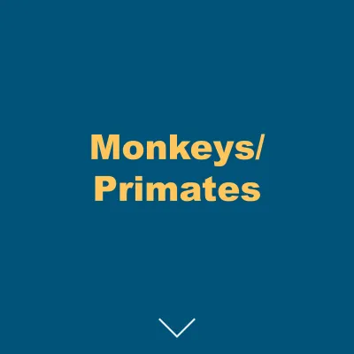 Monkey and Primates
