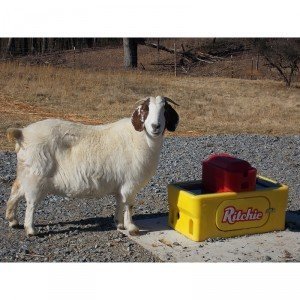 Goat with Ritchie Omni 2 special
