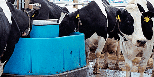 BIGspring 6100 Dairy Waterer- Miraco