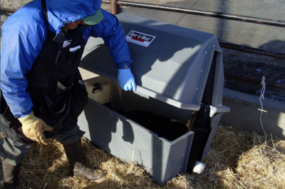 Roy-L-Heat Heated Calf Warmer for winter breeding season