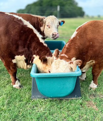 BUNK FEEDER 48", 43 GALLON