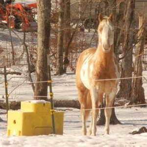 automatic horse waterer in winter