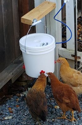 Farmer Brad Automatic 2 Gallon Chicken Waterer
