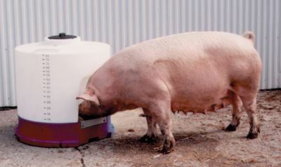 Brower 85 Gallon Field Drinker MFD85
