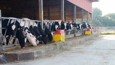 automatic waterer for daiy