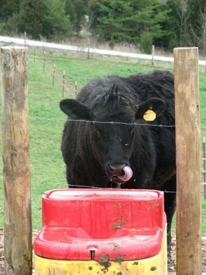 energy free waterer for cattle