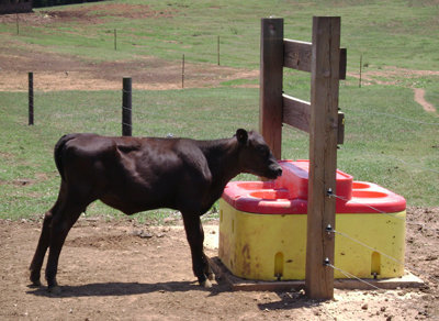 Calf with automatic waterer