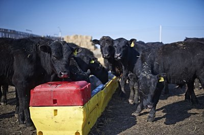 Ritchie CattleMaster 1440 #18252