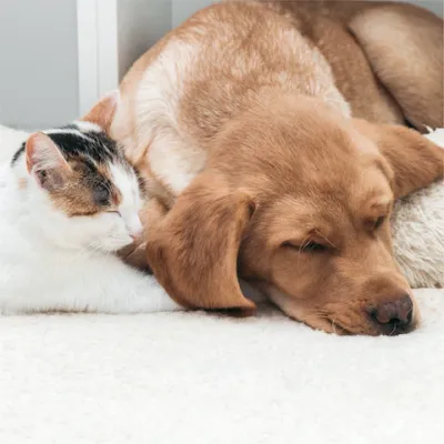 Pet