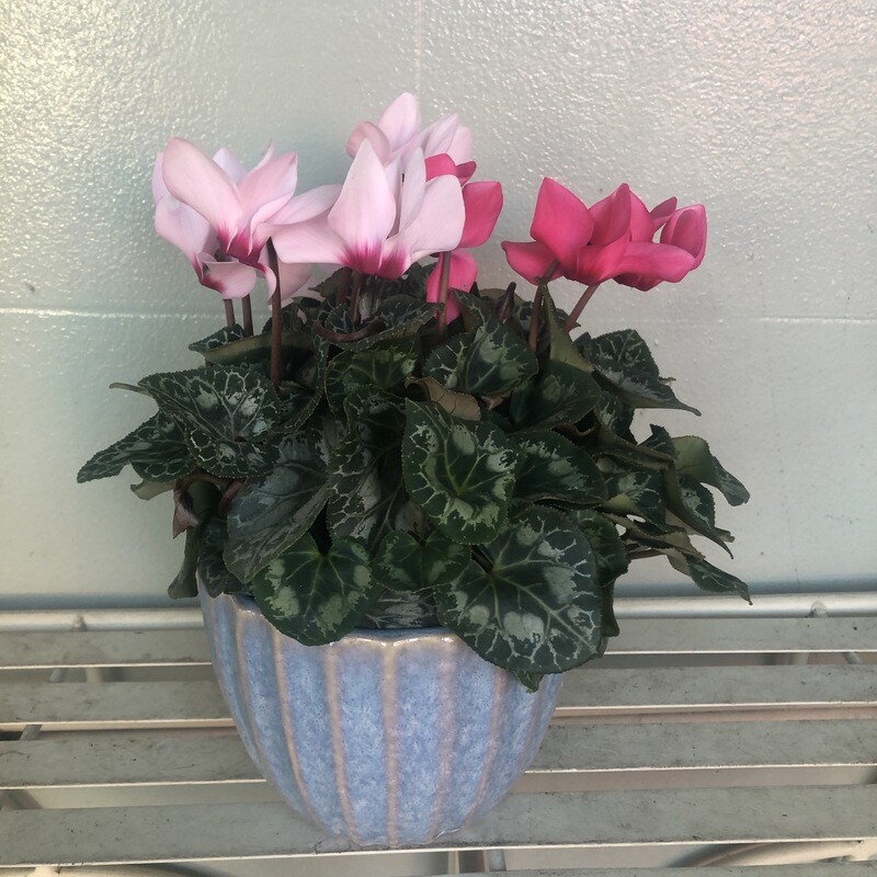 Cyclamen Plant