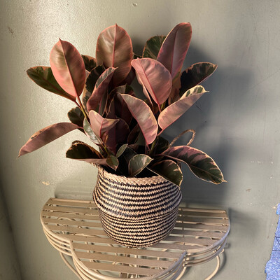 Large Ruby Rubber Plant  