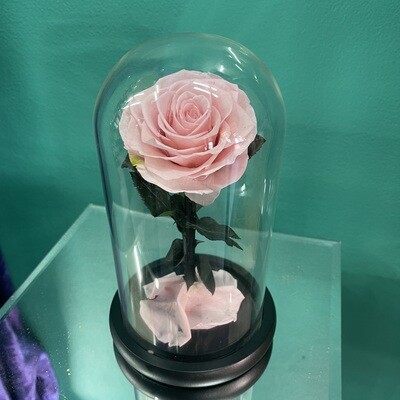 Soft Pink Preserved Rose Dome