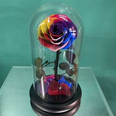 Rainbow Preserved Rose Dome